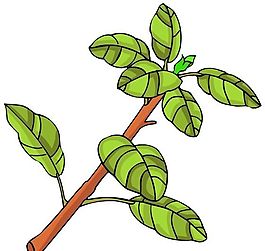 花卉古典插畫