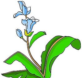 花卉古典插畫(huà)