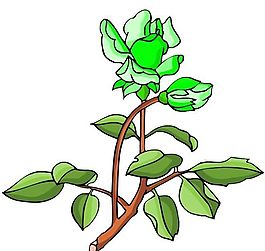 花卉古典插畫