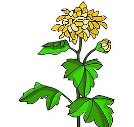 花卉古典插畫