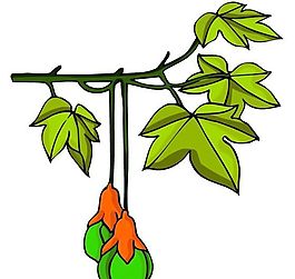 花卉古典插畫