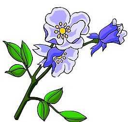 花卉古典插畫