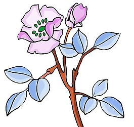花卉古典插畫(huà)