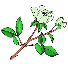 花卉古典插畫