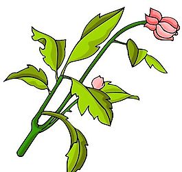 花卉古典插畫