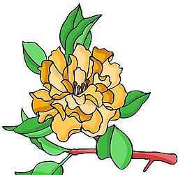 花卉古典插畫