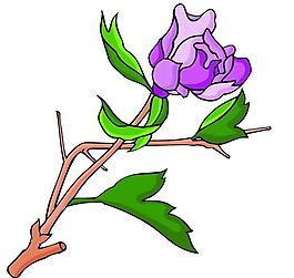 花卉古典插畫