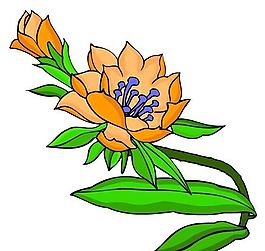 花卉古典插畫
