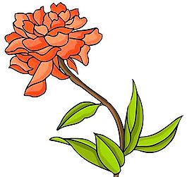 花卉古典插畫