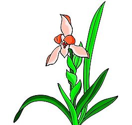 花卉古典插畫