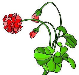 花卉古典插畫