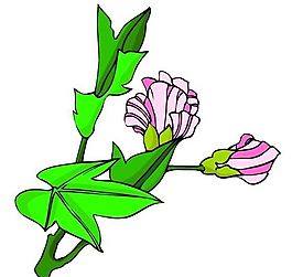 花卉古典插畫(huà)