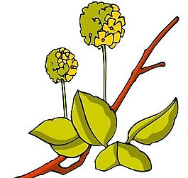 花卉古典插畫