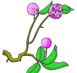 花卉古典插畫