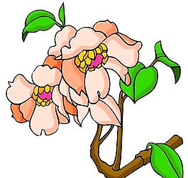 花卉古典插畫