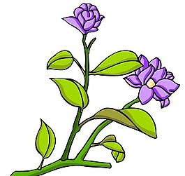 花卉古典插畫