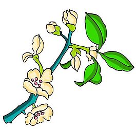 花卉古典插畫