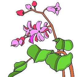 花卉古典插畫