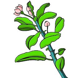 花卉古典插畫