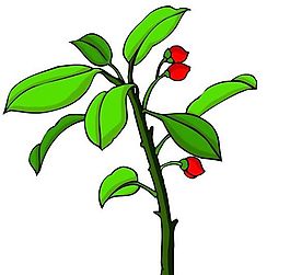 花卉古典插畫