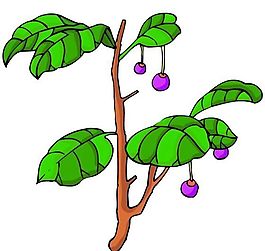 花卉古典插畫