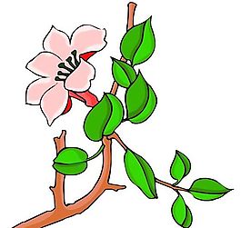 花卉古典插畫