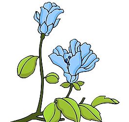 花卉古典插畫