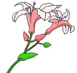 花卉古典插畫