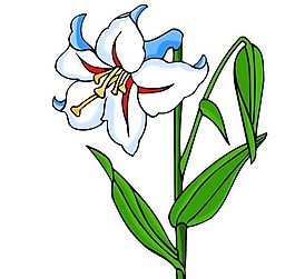 花卉古典插畫