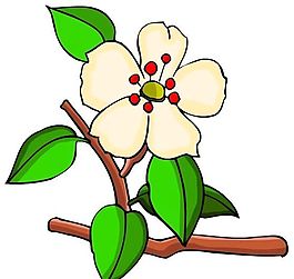 花卉古典插畫
