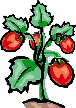 蔬菜
