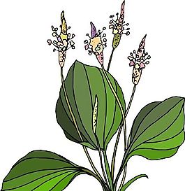 花朵 花草 鮮花 矢量 EPS格式_1538