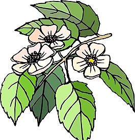 花朵 花草 鮮花 矢量 EPS格式_1475