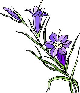 花朵 花草 鮮花 矢量 EPS格式_1472
