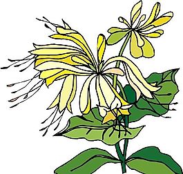 花朵 花草 鲜花 矢量 EPS格式_1462