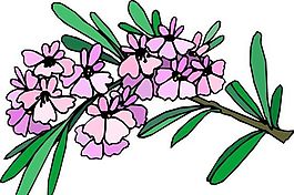 花朵 花草 鲜花 矢量 EPS格式_1435