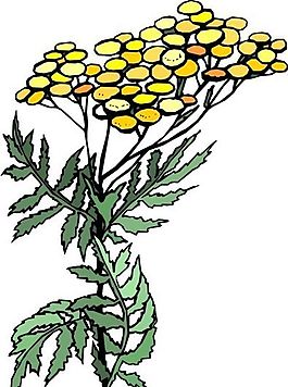 花朵 花草 鮮花 矢量 EPS格式_1424