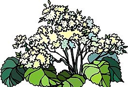 花朵 花草 鮮花 矢量 EPS格式_1414