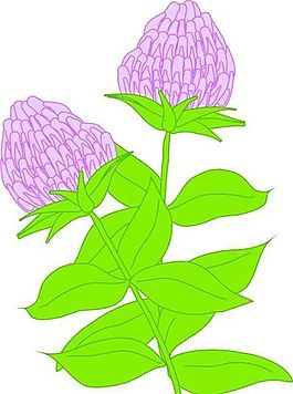 花朵 花草 鮮花 矢量 EPS格式_0922