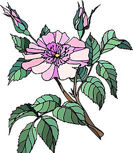 花朵 花草 鮮花 矢量 EPS格式_0812