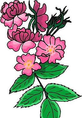 花朵 花草 鮮花 矢量 EPS格式_0763