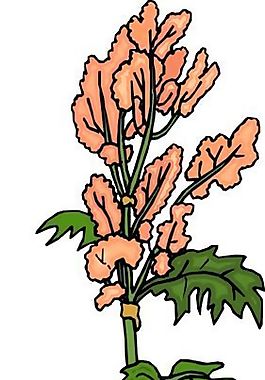 花朵 花草 鮮花 矢量 EPS格式_0484