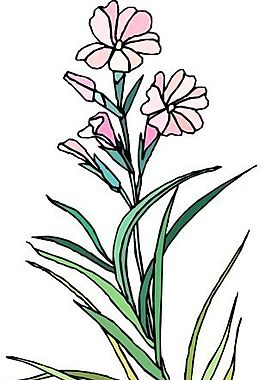 花朵 花草 鮮花 矢量 EPS格式_0419