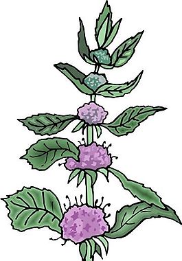 花朵 花草 鮮花 矢量 EPS格式_0416