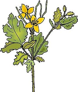 花朵 花草 鮮花 矢量 EPS格式_0414