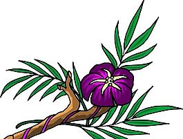 花朵 花草 鮮花 矢量 EPS格式_0407