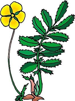 花朵 花草 鮮花 矢量 EPS格式_0401