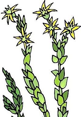 花朵 花草 鲜花 矢量 EPS格式_0400