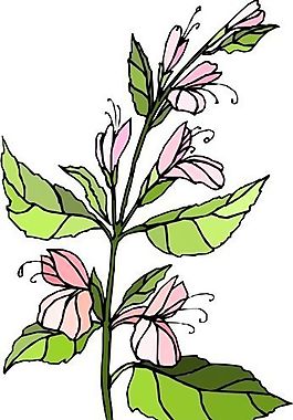 花朵 花草 鮮花 矢量 EPS格式_0389