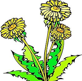 花朵 花草 鮮花 矢量 EPS格式_0134